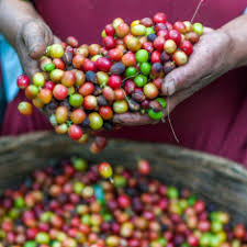 Image result for Coffea mufindiensis