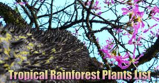 Read formulas, definitions, laws from plant adaptations here. Tropical Rainforest Plants List Information Pictures Facts