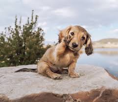 Earn points & unlock badgeslearning, sharing & helping adopt. Pin On Pups
