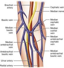 The artery stems from the iliac artery, which is located in the femoral artery branches off into an artery called the profunda femoris artery, otherwise known as the deep femoral artery or deep artery of the thigh. 23 Anatomy For Venipuncture Pocket Dentistry