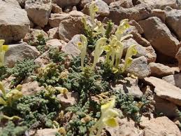 Image result for Culcasia orientalis