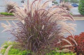 Ornamental Grasses That Look Great In Containers Container Gardening Shade Ornamental Grasses Red Fountain Grass