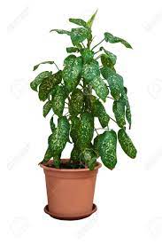 Maybe you would like to learn more about one of these? Indoor Ornamental Plants In A Flower Pot On A White Isolated Stock Photo Picture And Royalty Free Image Image 120191762