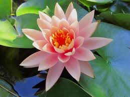 Actually the world's most beautiful flowers. Zahtjev Tramvaj Peni Top 10 Most Beautiful Flowers In The World Myskey Online Com