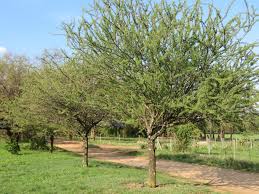 Image result for Acacia luederitzii