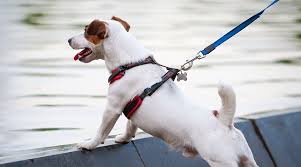 Dog harness vs collar: Which is better for your pup? | Progressive