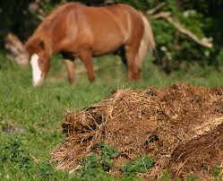 How much horse manure for garden. Manure Wikipedia