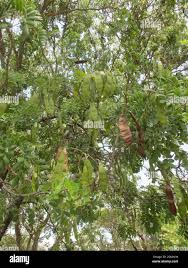 Image result for Albizia antunesiana