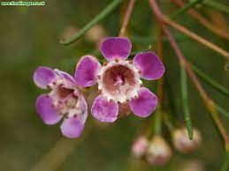 Chamelaucium Flower Label Best Flower Wallpaper