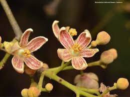 Image result for Brachychiton