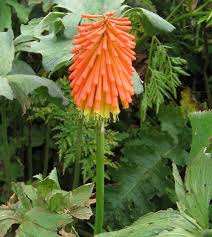 Image result for Kniphofia linearifolia