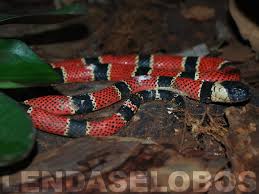 Clarks korallenotter in german clark's coral snake in english bibliographic references. Korallenotter Coral Verdadeira Reptilien Amazonas Portal