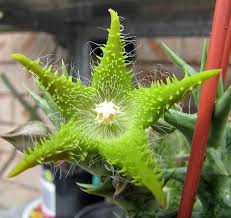 Image result for Orbea dummeri
