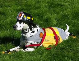 Include (or exclude) results marked as nsfw. Firefighter Dog Names Recommendations From Experts