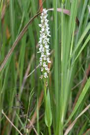 Image result for Brownleea maculata