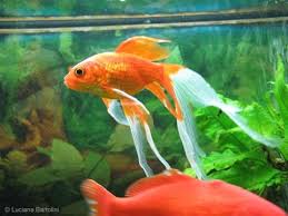 1,425 likes · 10 talking about this. Acquario Per Pesci Rossi Ecobio Youtube