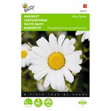 The flowers bloom in the summer. May Queen Ox Eye Daisy Leucanthemum Seeds Chrysanthemum Tuinzaden Eu