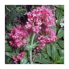 Image result for Centranthus