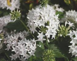 Image result for Pentas lanceolata