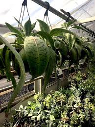 It S A Succulent It S A Kalanchoe Gastonis Bonnieri It S Called A Donkey Ear Plant And If You Have A Window That Gets All Day S Plants Houseplants Succulents