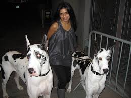 Koji (little one) is a male dog of breed french bulldog (born january 14, 2015). Hitha With Lady Gaga S Dogs I Got The Huge Honor Of Walki Flickr