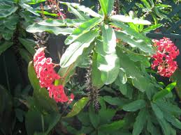 (upload didn't seem to work so i put one if the pics on my website). Exotic Shrubs The Trees Flowers Of Whangarei