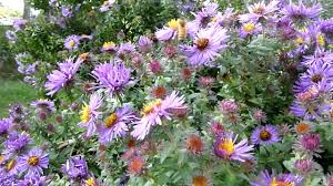 Image result for Aster chimanimaniensis