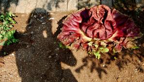 Maybe you would like to learn more about one of these? Bunga Rafflesia Arnoldi Tumbuh Di Perkampungan Penduduk Nasional Tempo Co