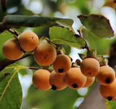 Image result for Diospyros sp. no. 1 sensu FZ