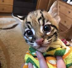 Ocelot Asian Leopard Cat Breeder In Usa Asian Leopard Cat Savannah Kitten Kitten Rescue
