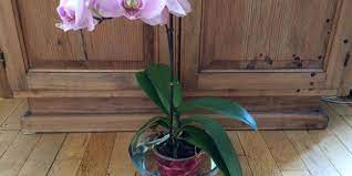 Si la plupart des orchidées que l'on en effet, placer l'orchidée dans un pot transparent ou bien dans un vase en verre permet d'observer l'arroser tous les jour en été et 2 fois par semaine si elle est en suspension par exemple. Arrosage D Une Orchidee Comment Bien Arroser Ses Orchidees
