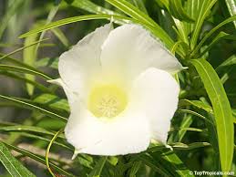 Image result for Cascabela