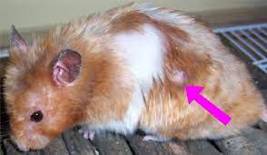 images?q=tbn:ANd9GcRwJycHhPVLg6R 5FhddIAoa3yD1ZA61IZtmoS5Odpg5bJeHNGoIIKMv4P52g kGG9DFLU&usqp=CAU