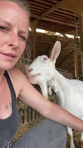 So helpful sometimes 🙄 haha #silly #farmlife #cute #ontario #kisses #kiss  #love #licking #goat #weird #goat #goat🐐 #farm #farming