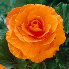 I fiori rossi sono simbolo di amore e passione. 20 Fiori Primaverili Da Balcone E Giardino Verde Pisello