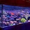 Les aquariums nano cube sont tout à fait indiqués pour les poissons combattants. Https Encrypted Tbn0 Gstatic Com Images Q Tbn And9gcqitiwltxbygmjj40rpjsq3ermxmijjrrsjtvprl4qsxlixbhvd Usqp Cau