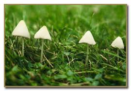 Image result for Conocybe lactea
