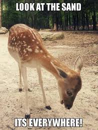 Log In Deer Meme Funny Animal Videos Funny Deer
