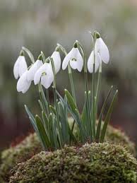 We did not find results for: Pin By Szebike On Tavaszi Viragok Snow Drops Flowers Planting Flowers Plants