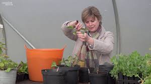 In cool climates, dahlias can be planted indoors, 4 to 6 weeks before the last frost date. How To Plant Grow Care For Dahlias Sarah Raven
