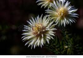 Image result for Phylica