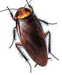 Awali dulu dengan gambar gambar. Semua Dari Gambar Lipas Kartun