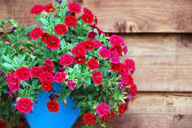 For example, camellia flower buds can be damaged by morning sunlight after frosts. 8 Best Flowering Container Garden Plants For Sunny Areas