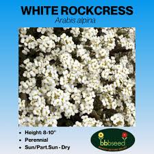 Image result for Arabis alpina