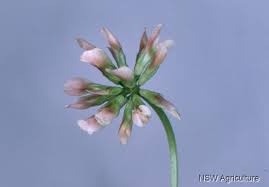 Image result for Trifolium semipilosum