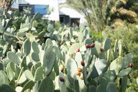 Sea cual sea el objetivo de vuestra visita (relax, descubrir el precioso entorno que nos rodea en el parque natural del cabo de gata, realizar todo tipo de deportes…), las opciones que os brindamos son infinitas. Home La Almendra Y El Gitano