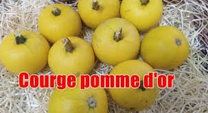 Plutôt que de vous proposer une énième variante sur le thème rôti végétal, voici des petits farcis terriblement mignons. Courge Pomme D Or Plantation Et Recettes Aloevera Ginkgo Com