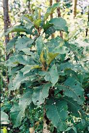 Image result for Vernonia myriantha