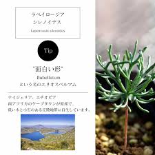 Image result for Eriospermum porphyrium