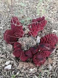 Image result for Sarcophyte